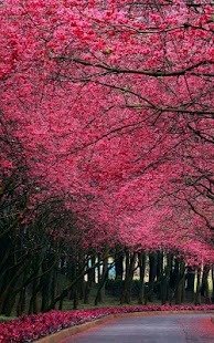 How to install Spring Live Wallpaper patch 1.0.0 apk for laptop