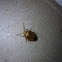 Banasa stink bug