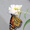 Monarch Butterfly