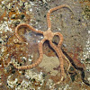 Banded brittle star