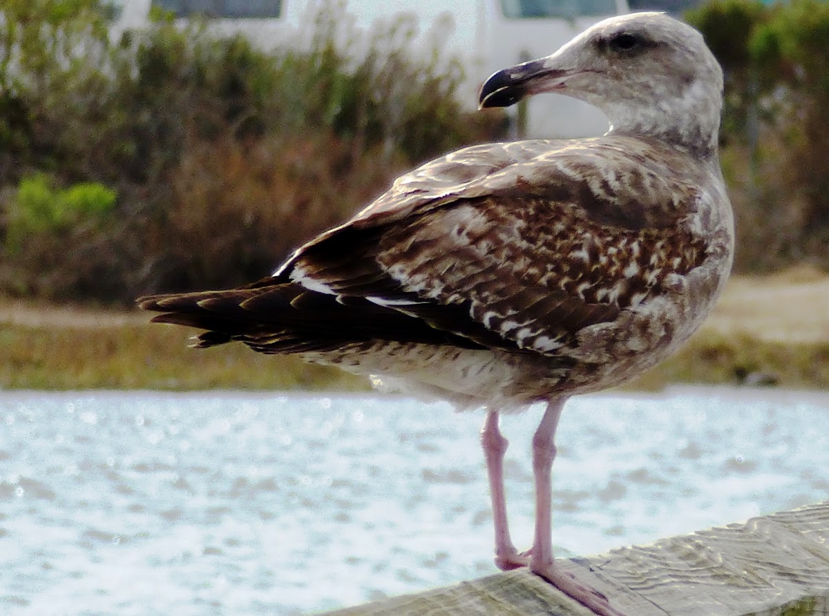 first winter herring gull