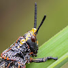 Koppie foam grasshopper