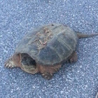 Snapping turtle or common snapper