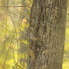 White-throated Sparrow