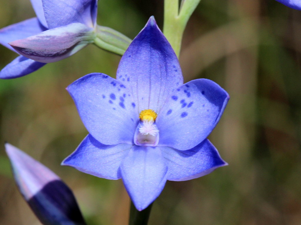 Spotted sun orchid