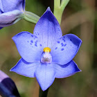 Spotted sun orchid