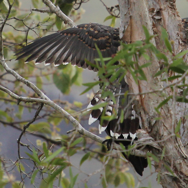 Channel-billed Cuckoo being fed by Raven | Project Noah
