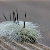 Cottonwood Dagger Moth (caterpillar)