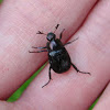 Oriental beetle (dark form)