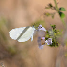 The wood white