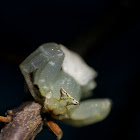 crab spider