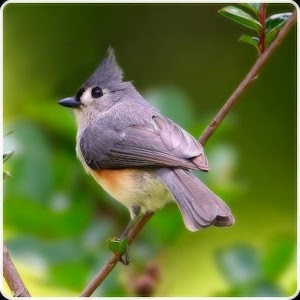 HD Bird Wallpaper.apk 1.0.0