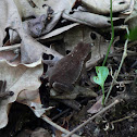 Leaf toad