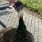 Peacock- female