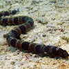 Saddled Snake-eel