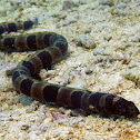 Saddled Snake-eel