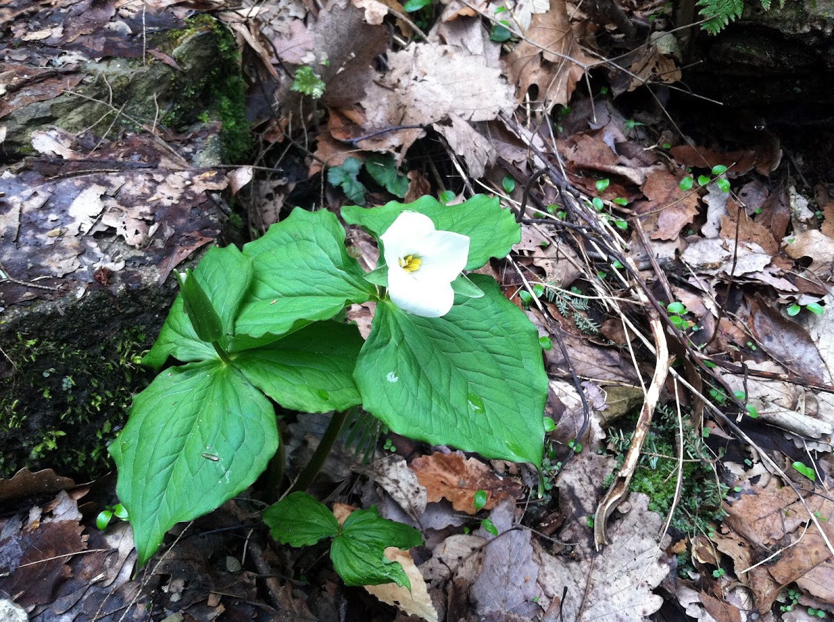 Trillium