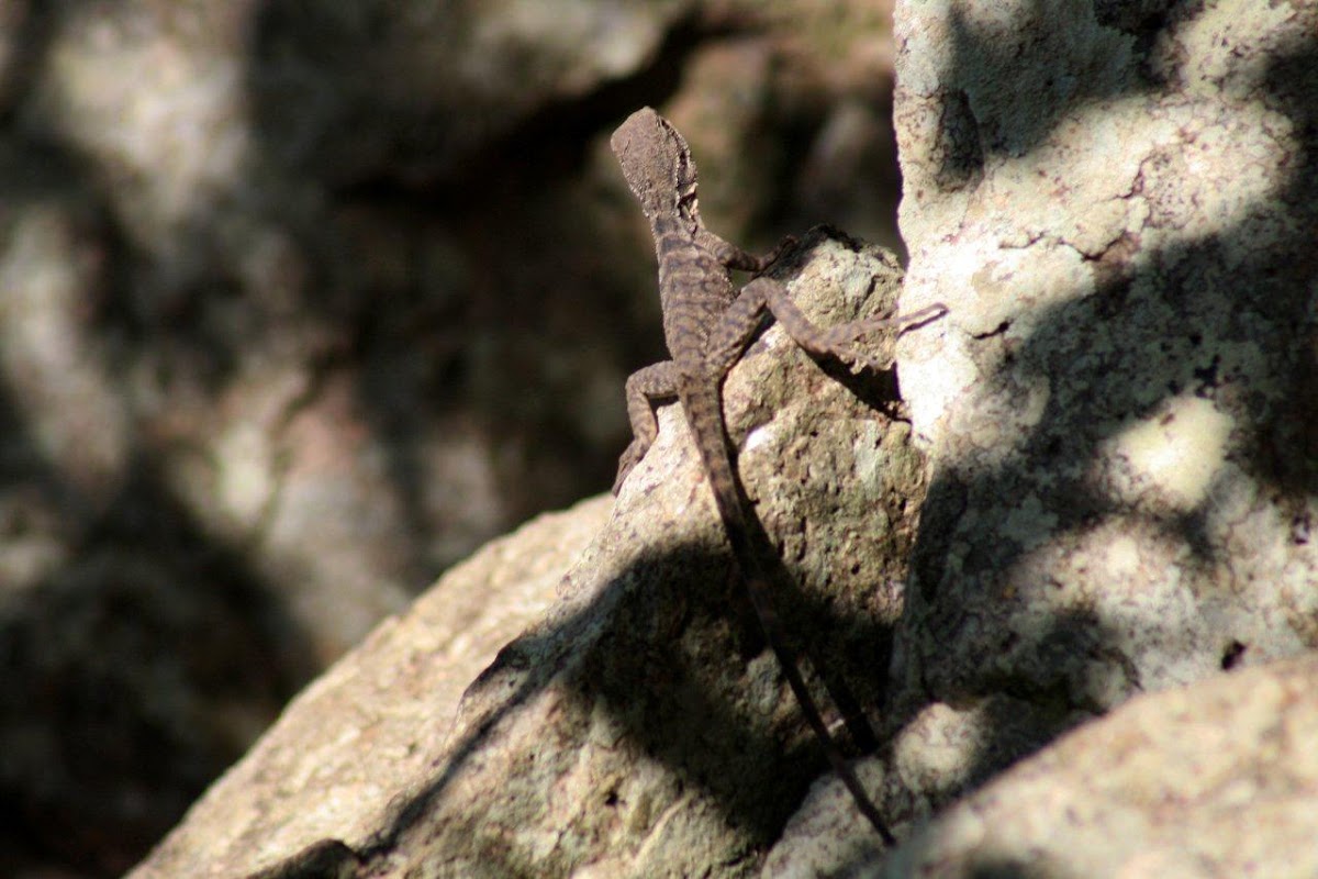 Eastern Water Dragon