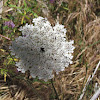 Wild carrot