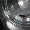 Bee Colletidae