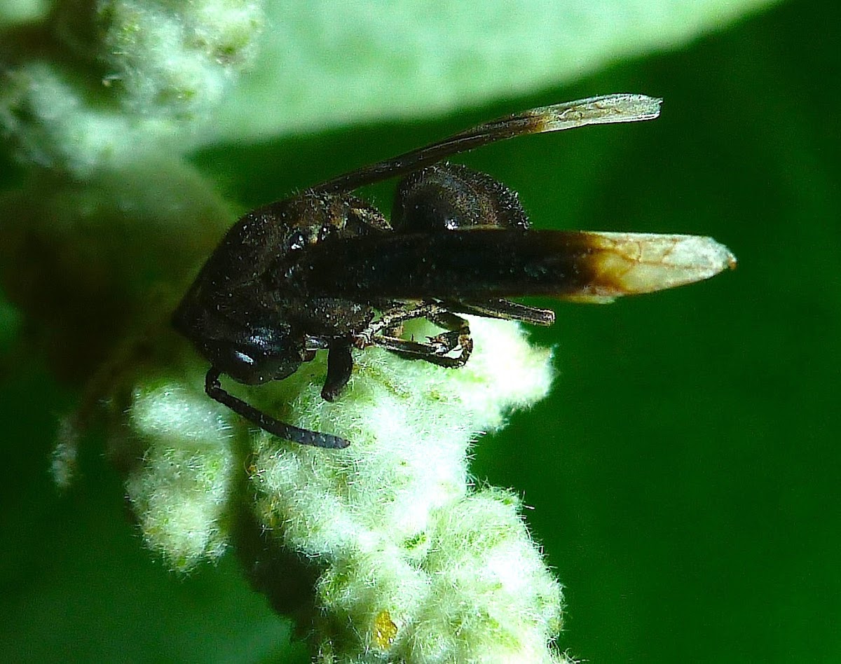 Vespid Wasp