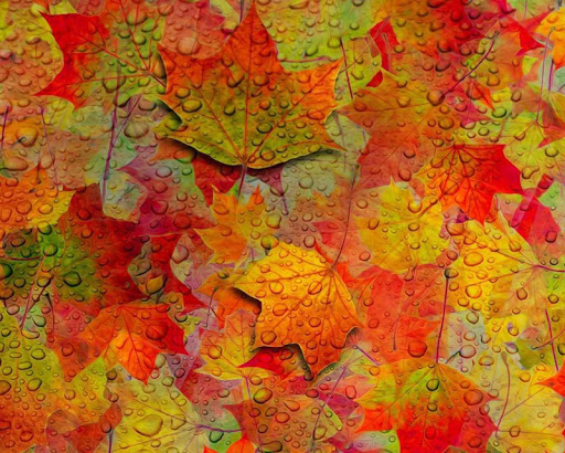 免費下載個人化APP|Autumn Wallpapers app開箱文|APP開箱王