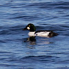 Common Goldeneye