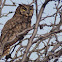 Tucuquere Great horned owl