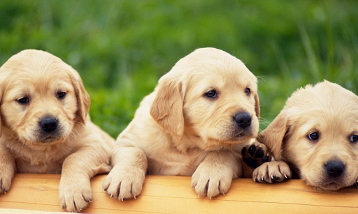 Labrador Retriever Wallpapers