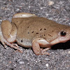 Great Plains narrow-mouthed toad (female)