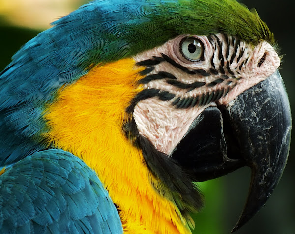 Blue and Yellow Macaw Parrot | Project Noah