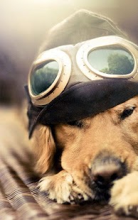 How to get Golden Retriever Wallpaper 1.0 mod apk for laptop