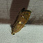 Filbertworm Moth