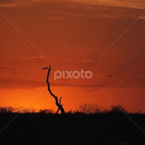 Sunset by Piet  Grobler - Landscapes Forests