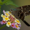 Long-tailed Skipper