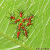 Leaf-footed bug nymphs