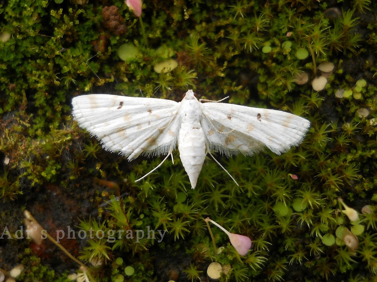 rice caseworm moth