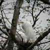 Great Egret rookery