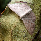 Geometrid Moth