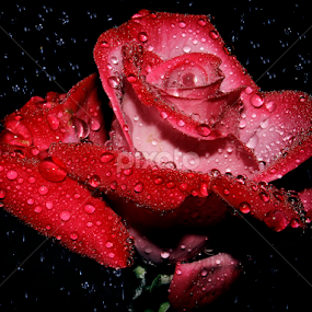 #014 by Anand Kumar - Flowers Single Flower