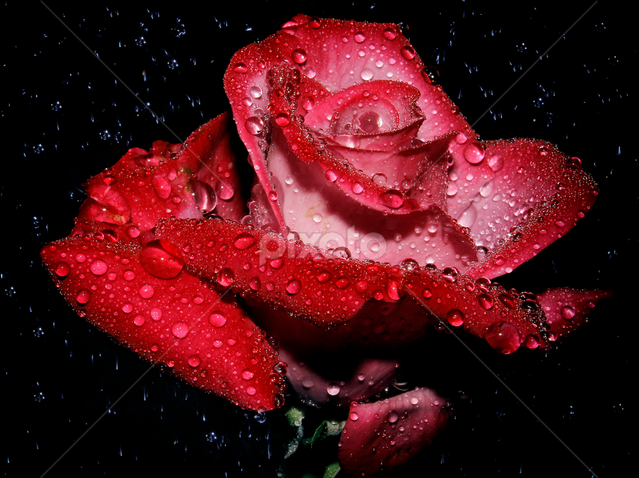 #014 by Anand Kumar - Flowers Single Flower