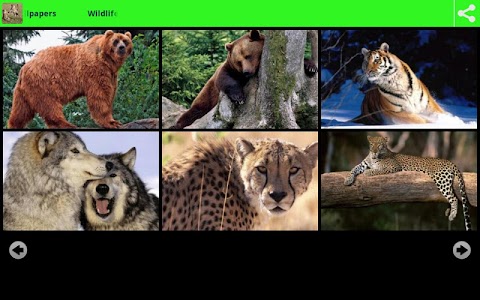 Wildlife Animal Wallpapers screenshot 0