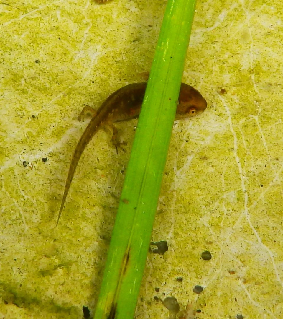 Salamandrid newt