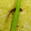 Salamandrid newt