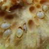 Plum Gall with larvae