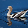 American Avocet