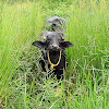 The water buffalo or domestic Asian water buffalo