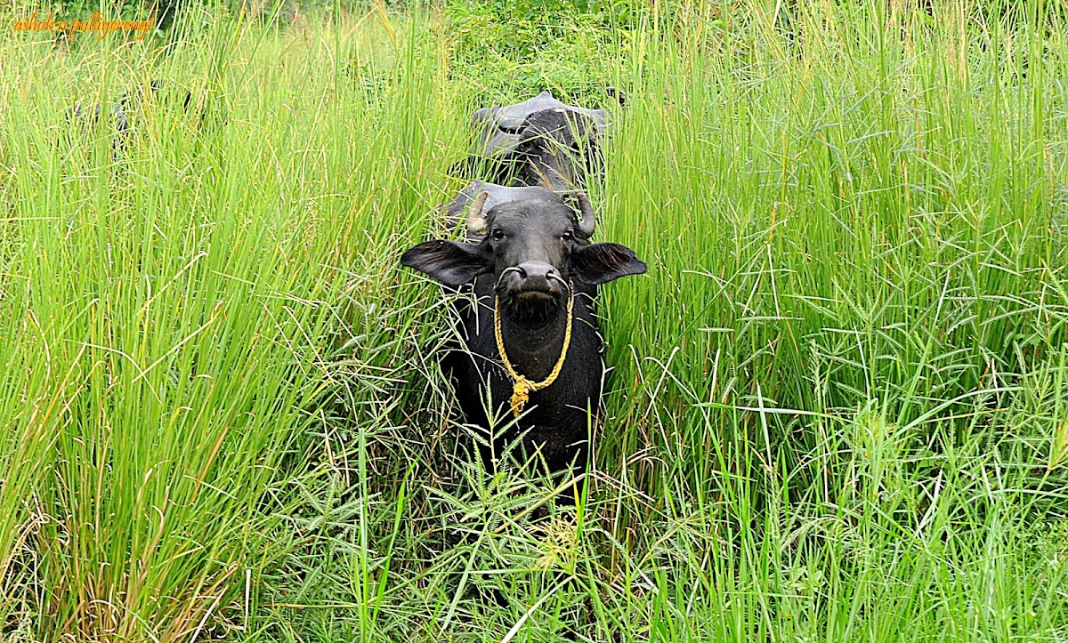 The water buffalo or domestic Asian water buffalo