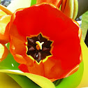 Tulip (red)