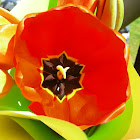 Tulip (red)